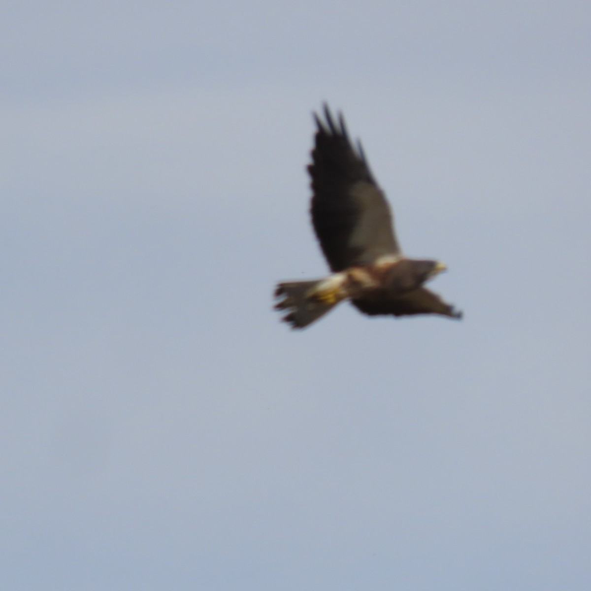 Präriebussard - ML646381589