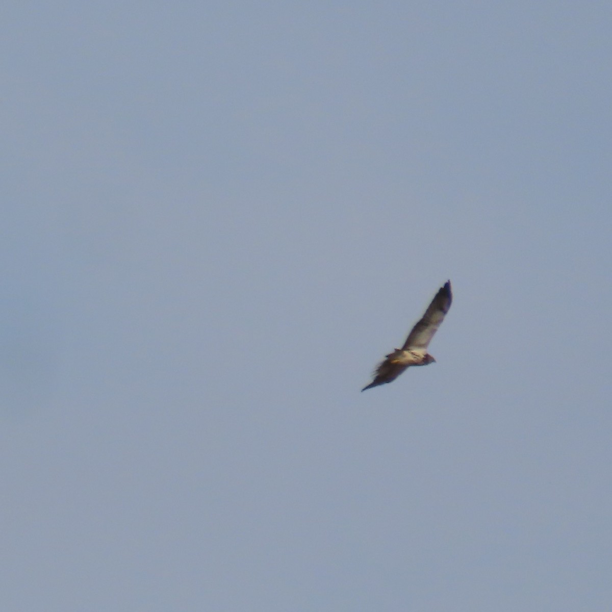 Präriebussard - ML646381591