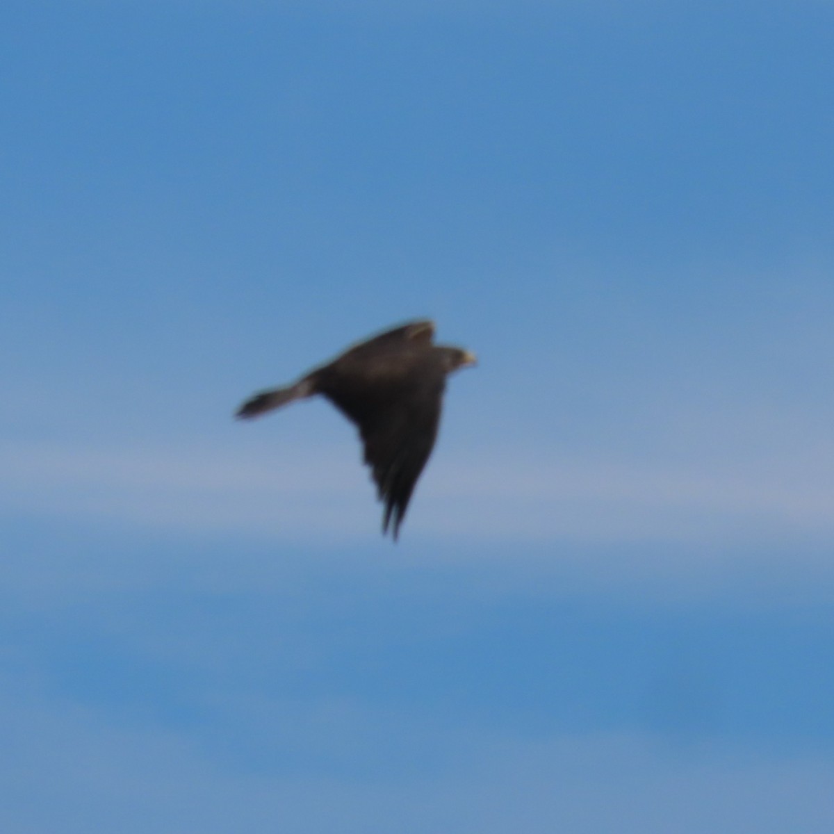 Präriebussard - ML646381592