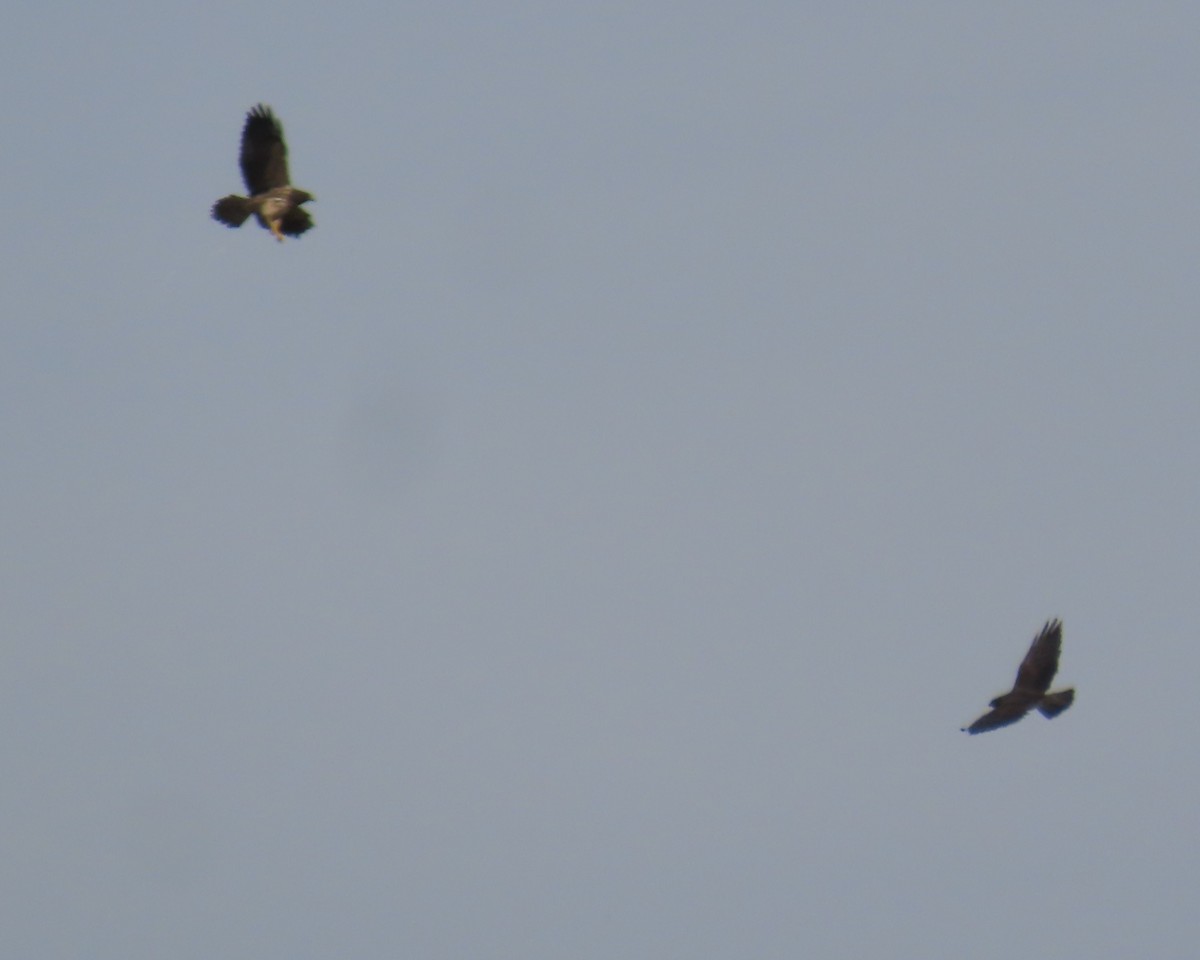 Präriebussard - ML646381594