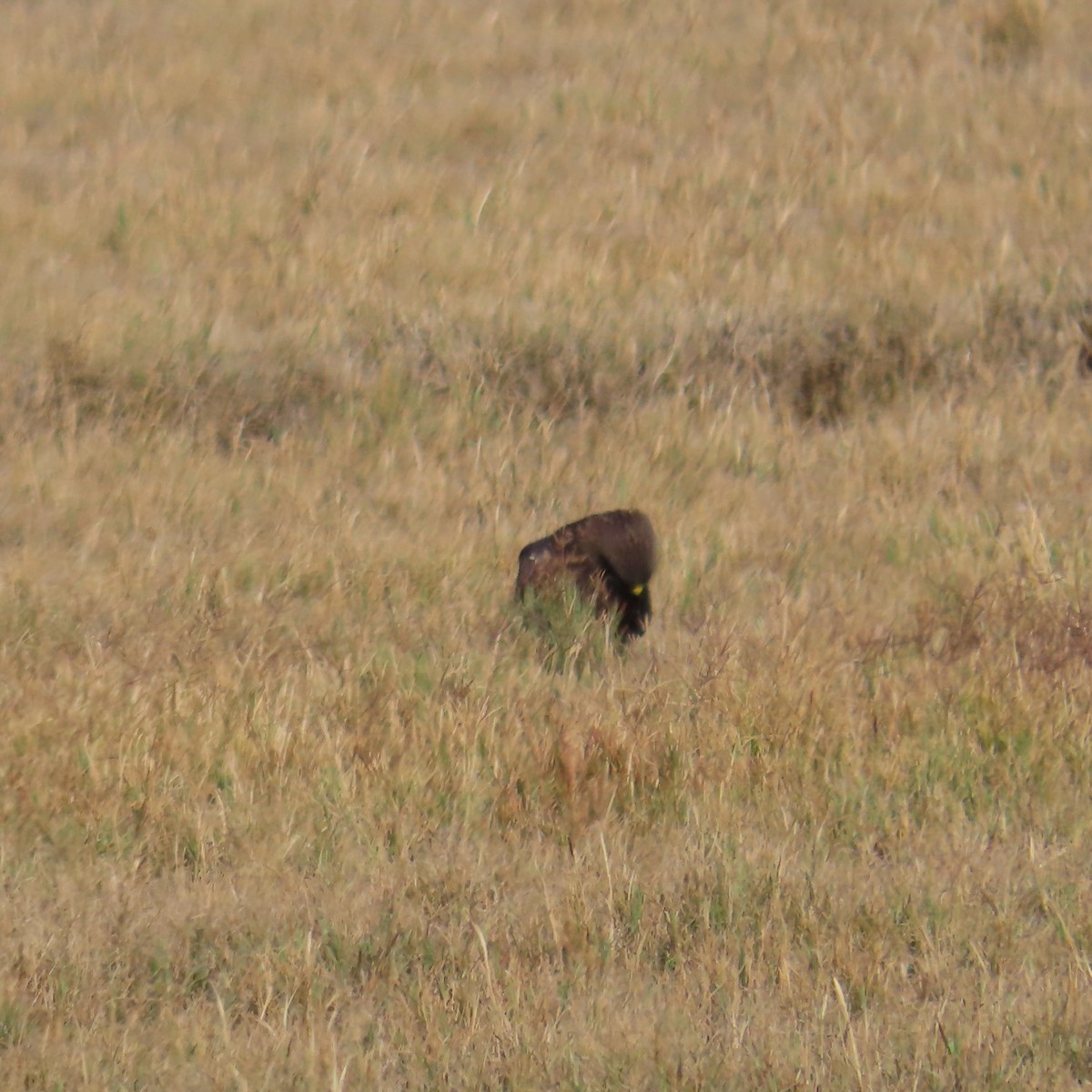 Präriebussard - ML646381595