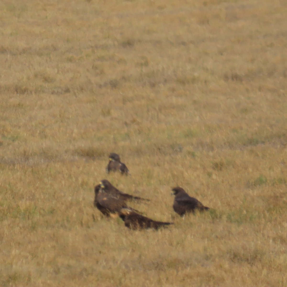 Präriebussard - ML646381596