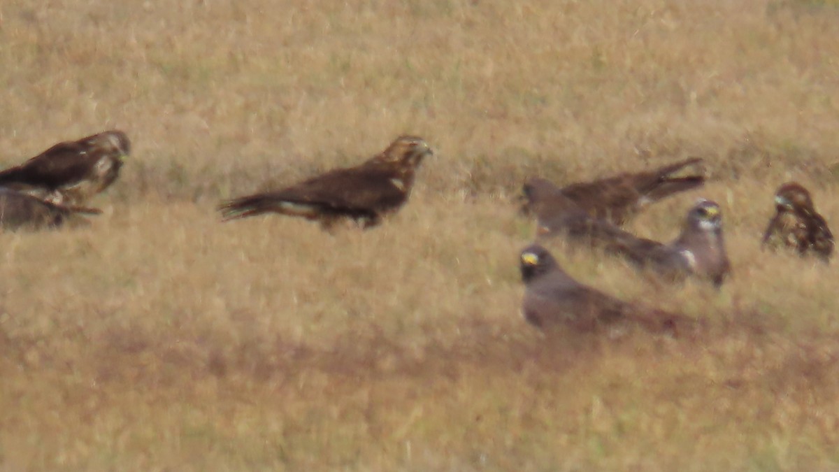 Präriebussard - ML646381598