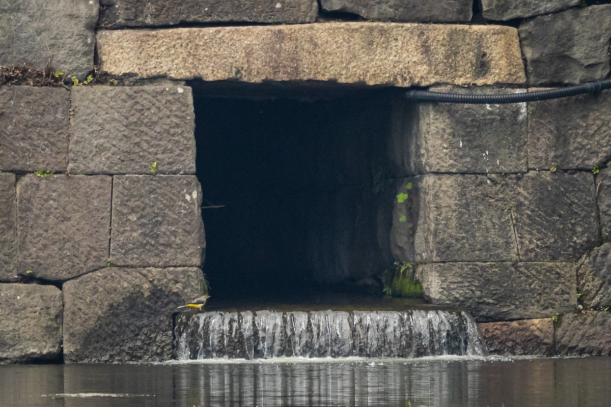 Gray Wagtail - ML646381599