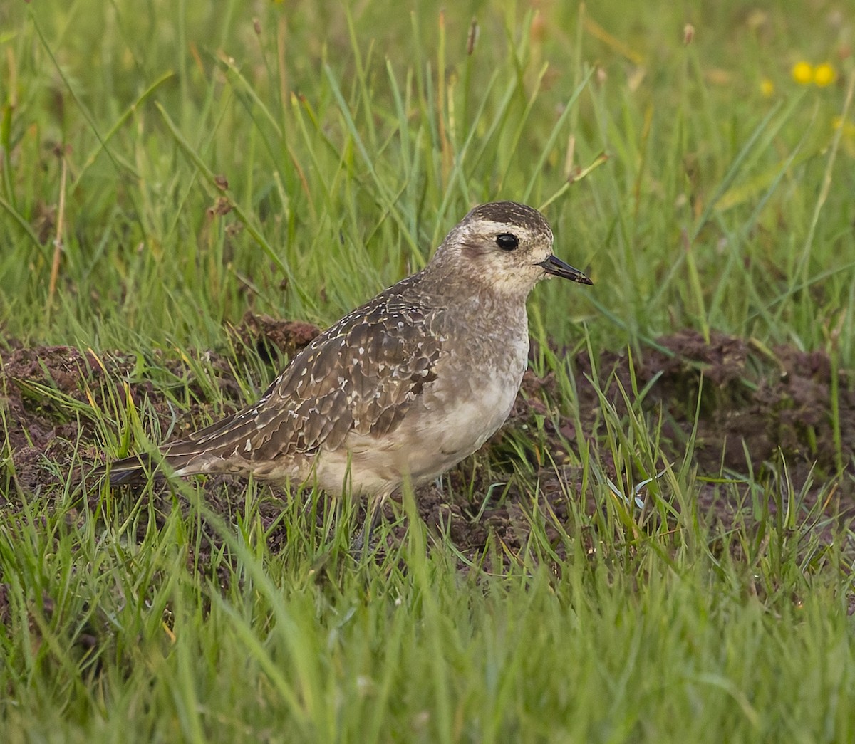 American Golden-Plover - ML646381600