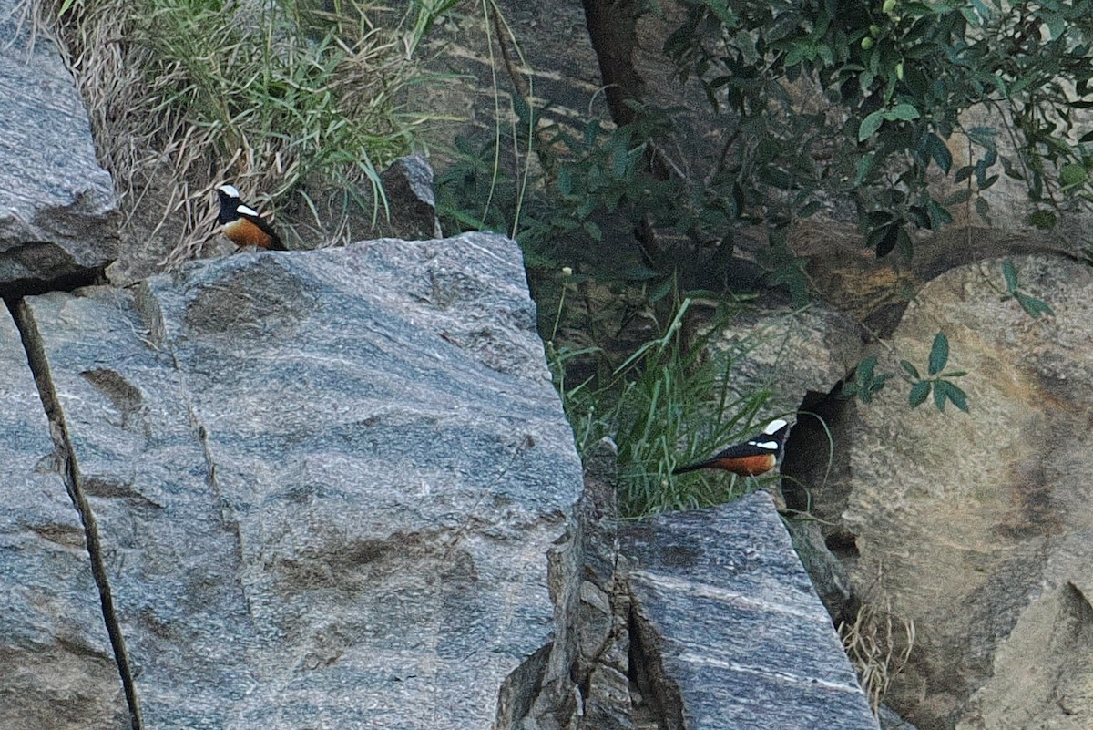 Mocking Cliff-Chat - ML646381601