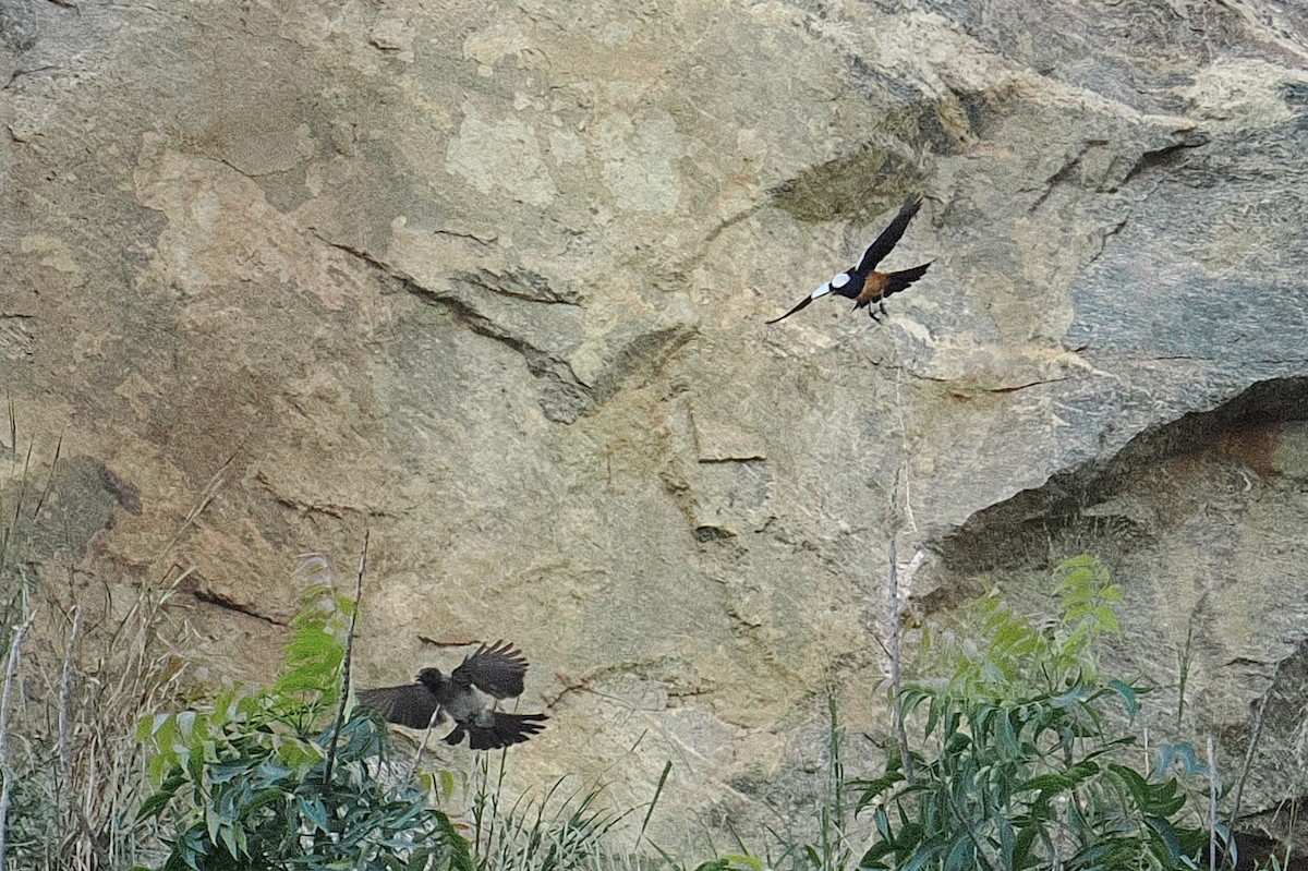 Mocking Cliff-Chat - ML646381602