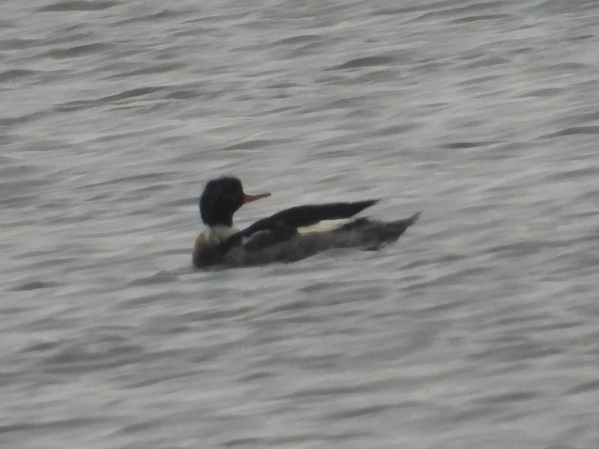Red-breasted Merganser - ML646381605