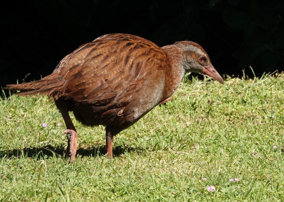 Weka - ML646381606