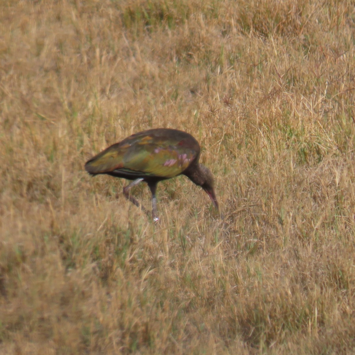 Коровайка американська - ML646381607