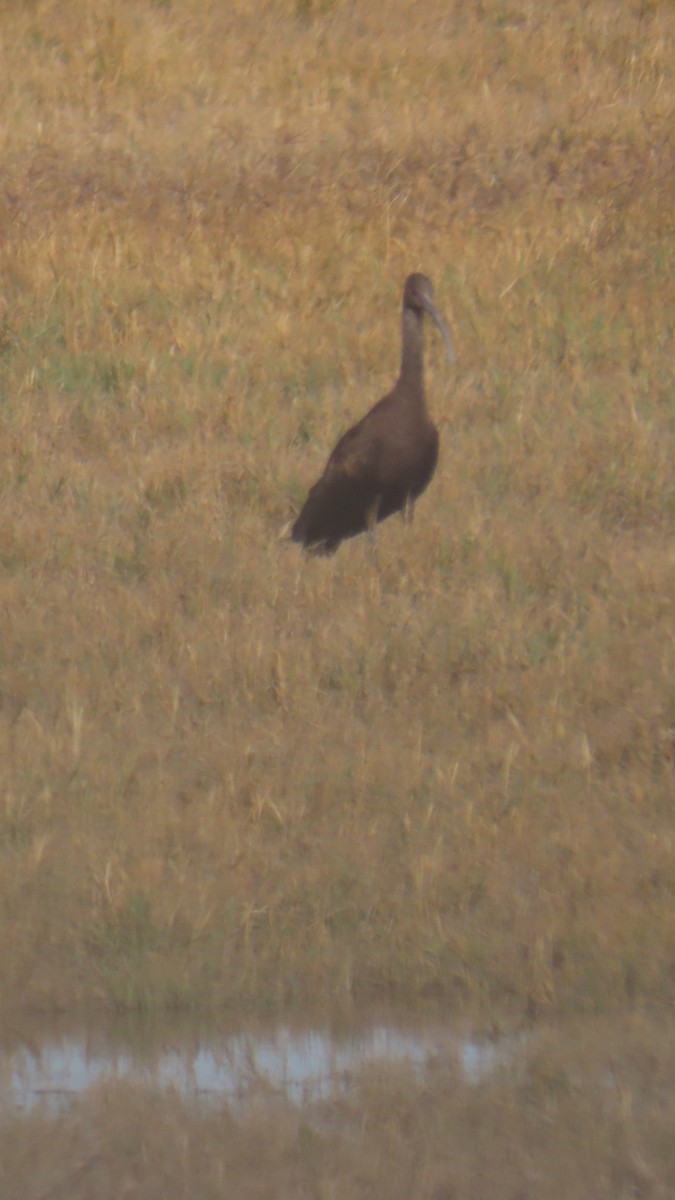 Коровайка американська - ML646381608