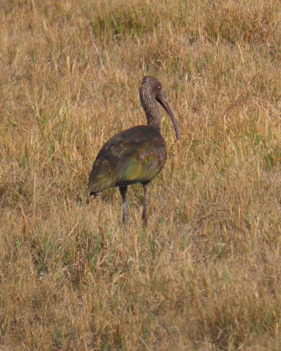 Коровайка американська - ML646381609