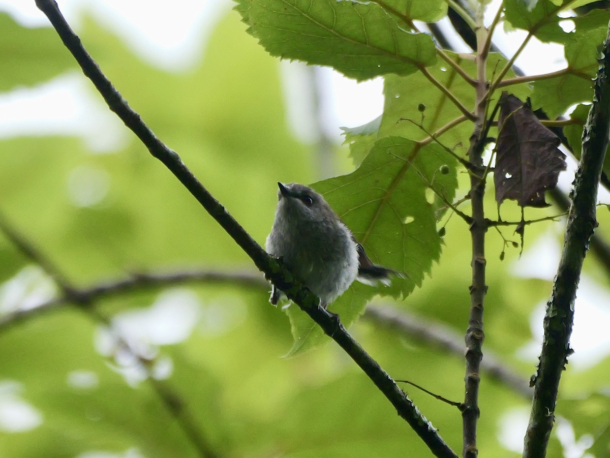 Gray Gerygone - ML646381610
