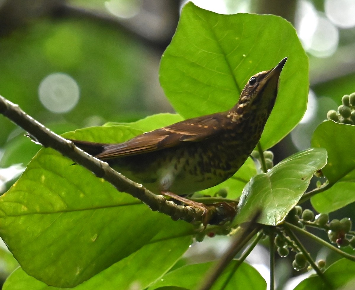 Tordo siberiano - ML646381611