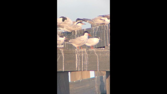 Roseate Tern - ML646381612
