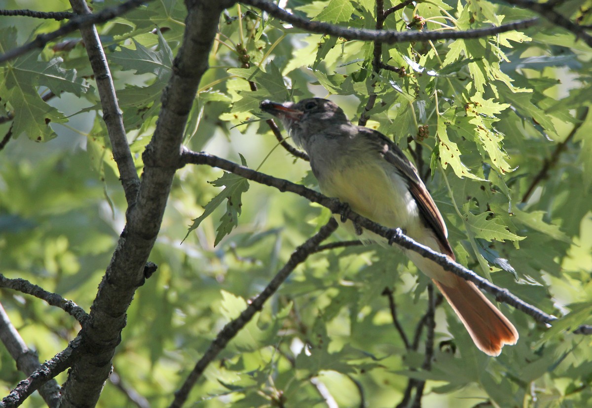 Great Crested Flycatcher - ML646381613