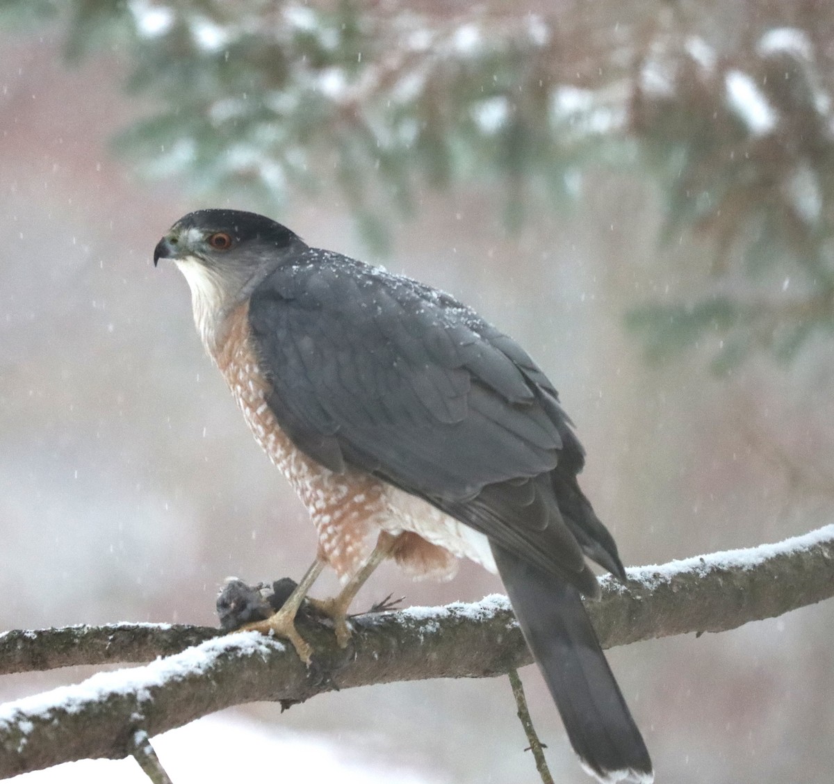 Épervier de Cooper - ML646381615