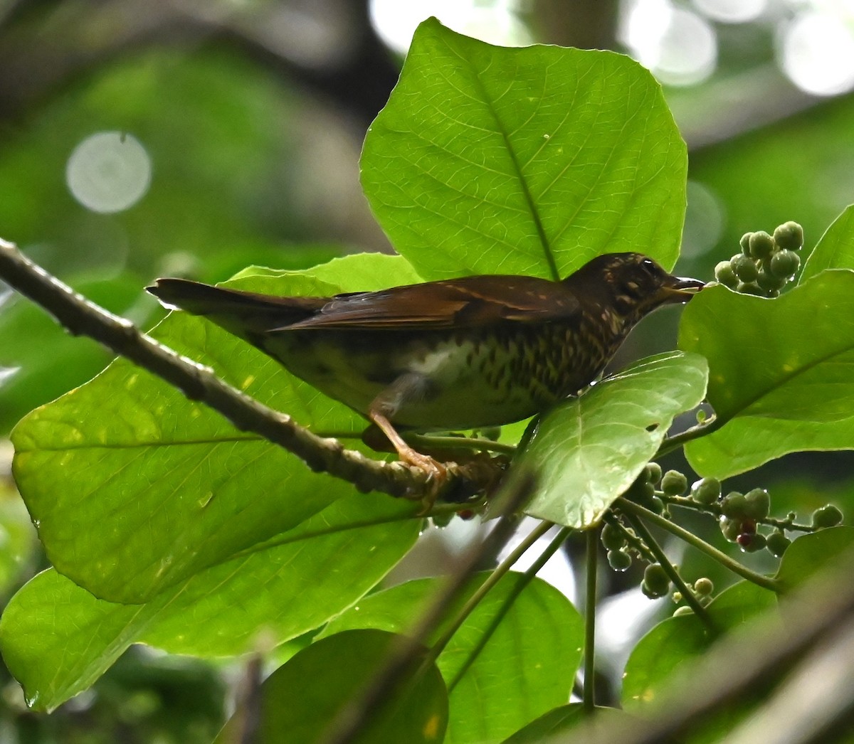 Tordo siberiano - ML646381616