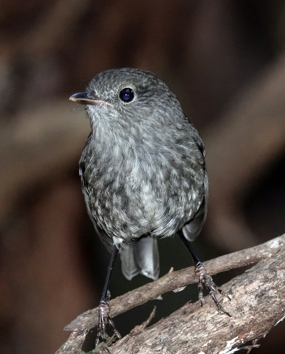 North Island Robin - ML646381617