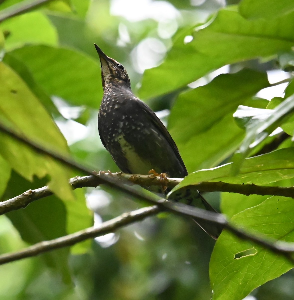 Tordo siberiano - ML646381618