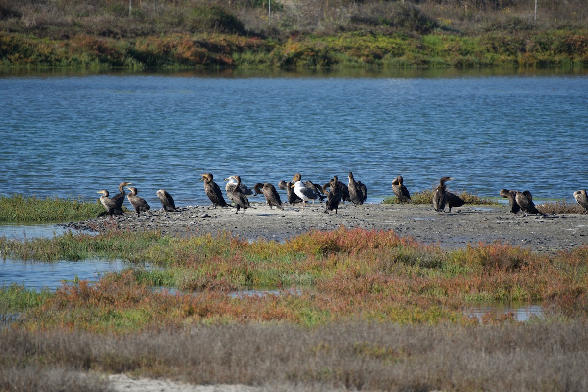 Double-crested Cormorant - ML646381619
