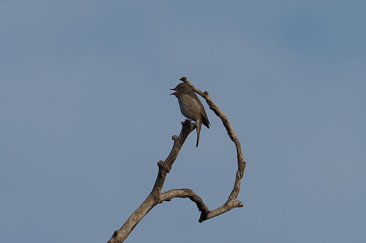 Spotted Flycatcher - ML646381620