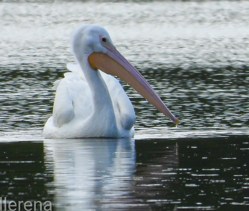 Amerika Pelikanı - ML646381623