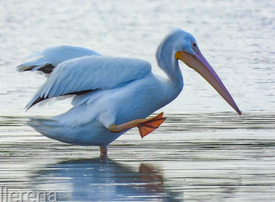 Amerika Pelikanı - ML646381624