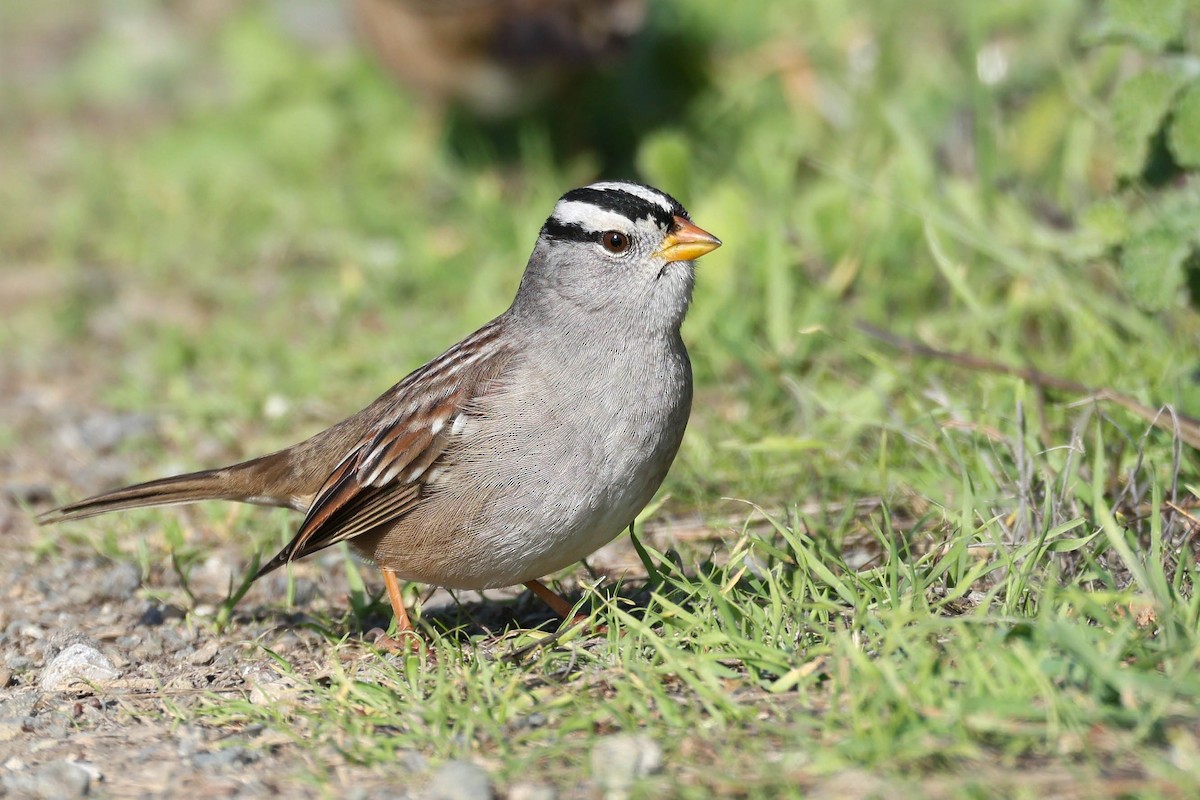White-crowned Sparrow (Gambel's) - ML646381625