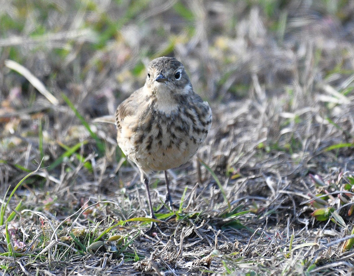 American Pipit - ML646381626