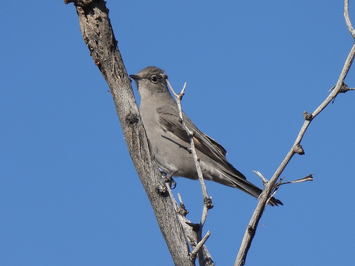 Townsend's Solitaire - ML646381627