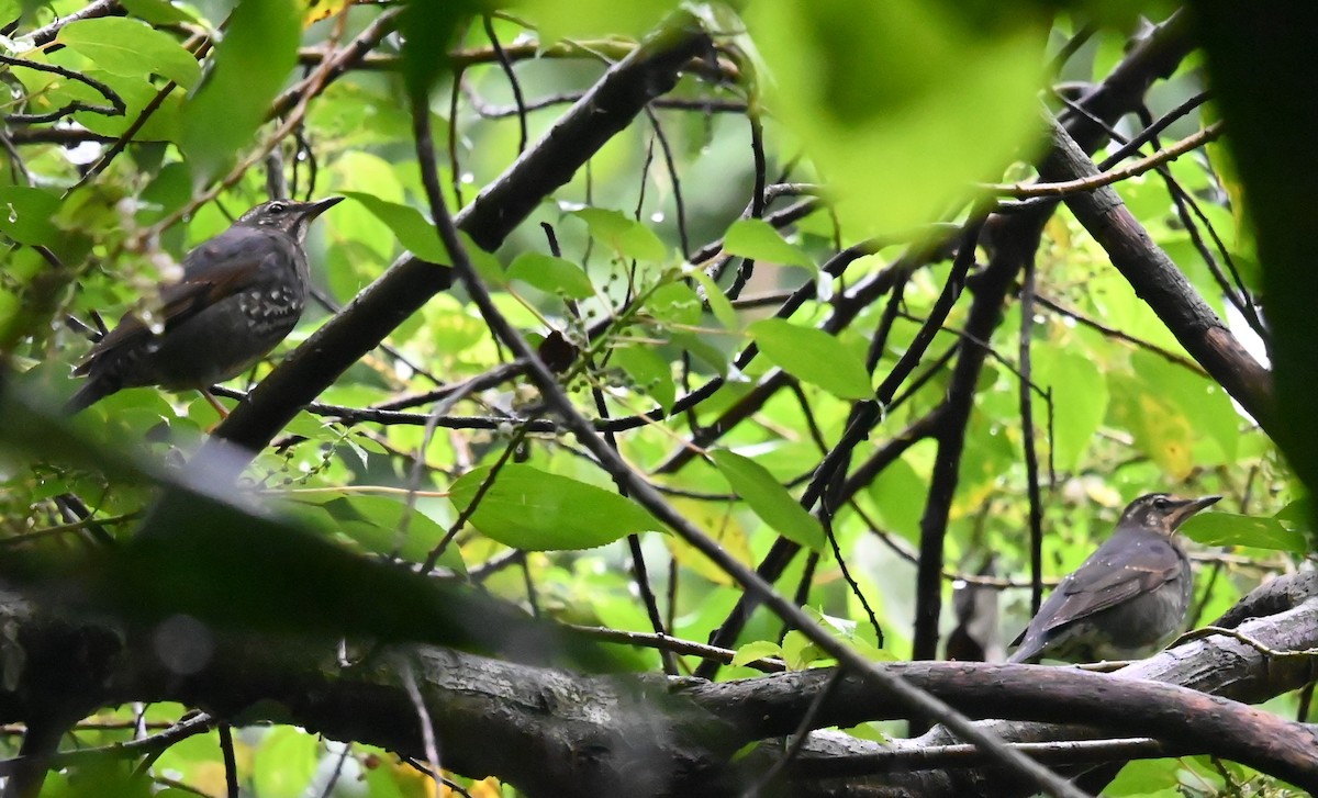 Tordo siberiano - ML646381631