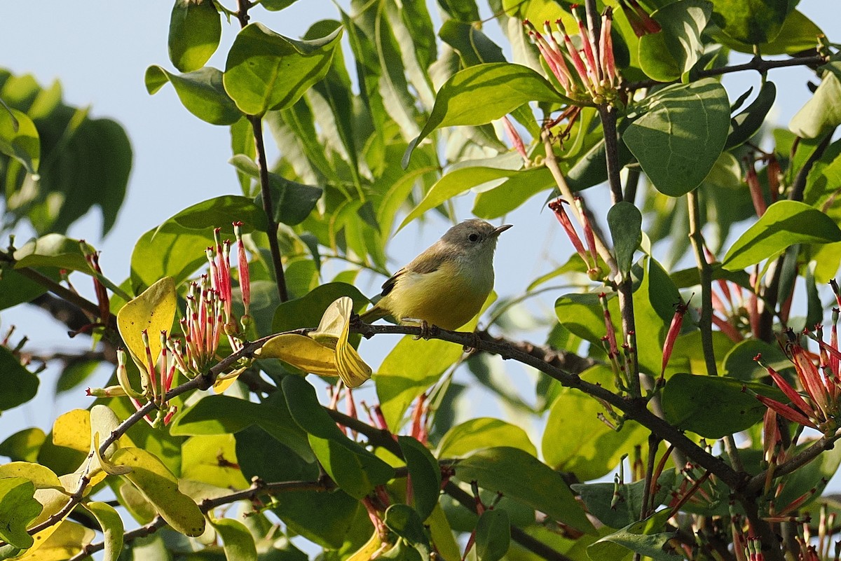 Senegal Eremomela - ML646381632