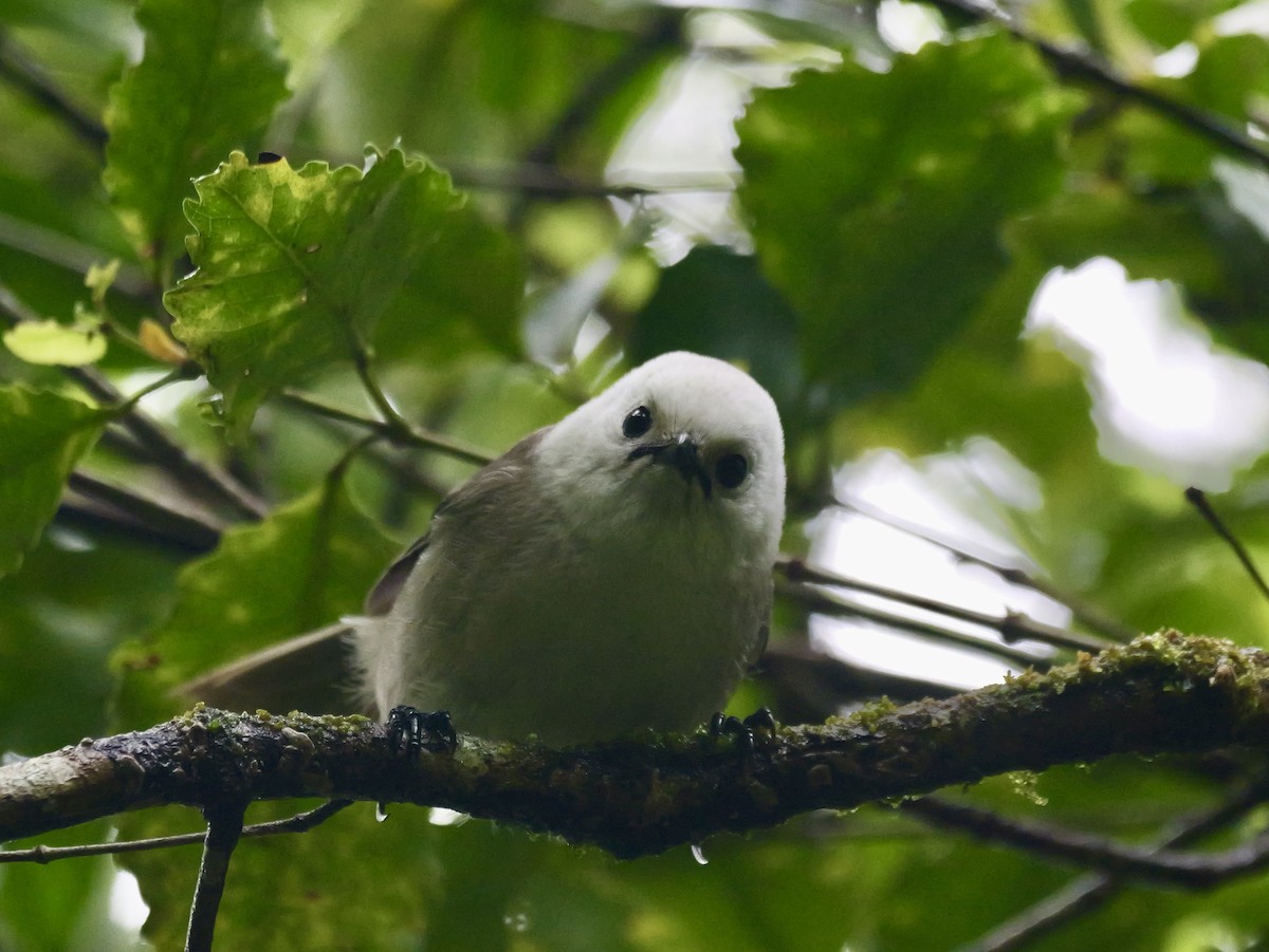 Whitehead - ML646381634