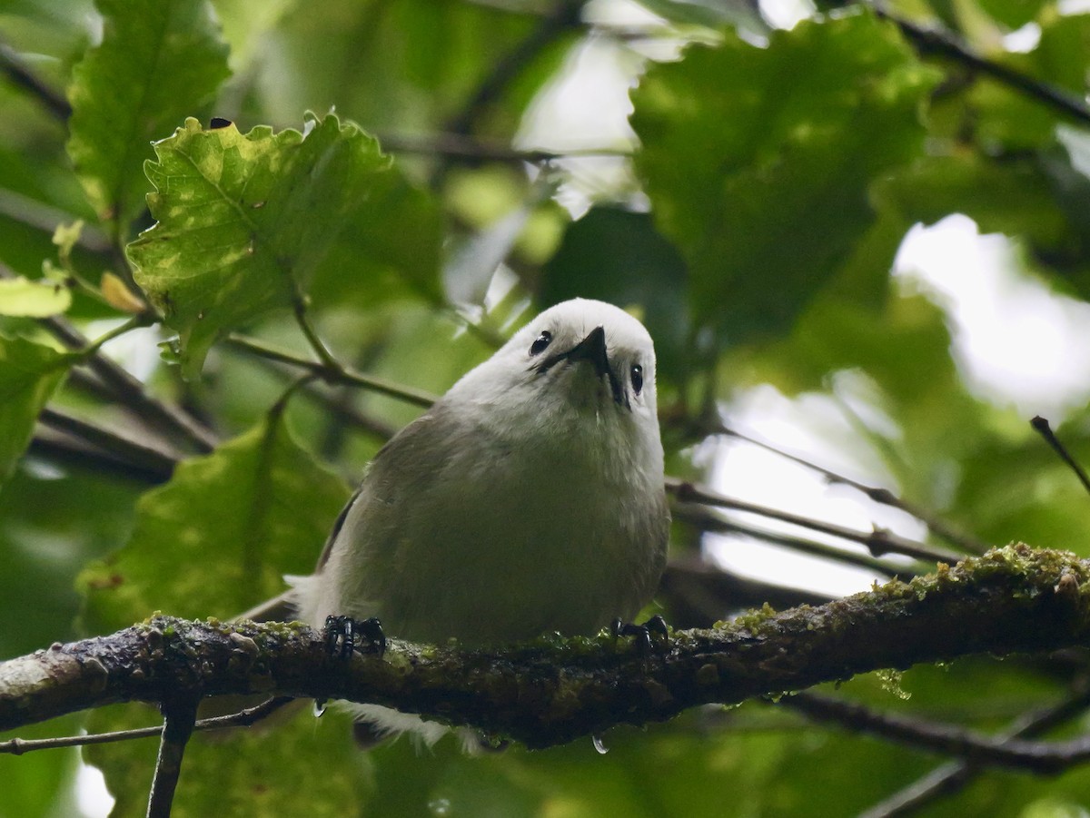 Whitehead - ML646381635