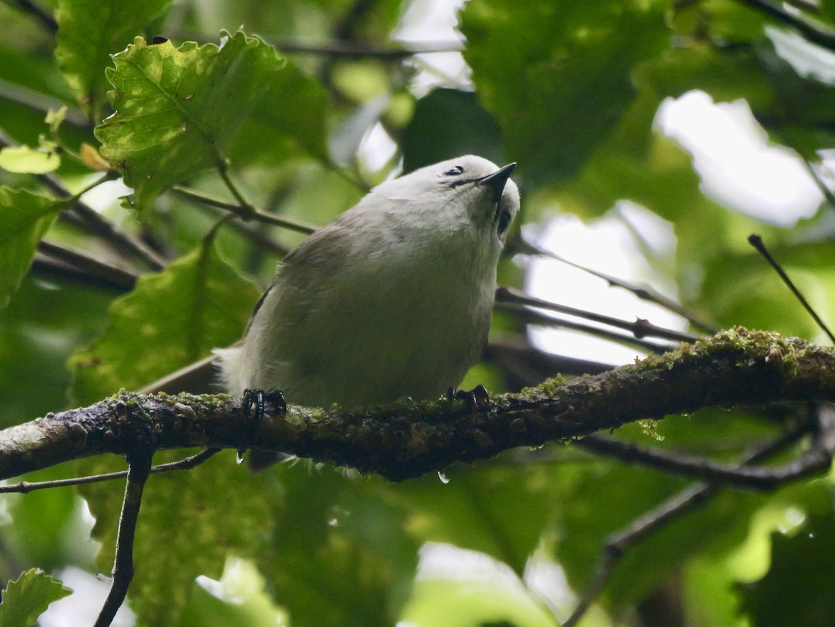 Whitehead - ML646381637