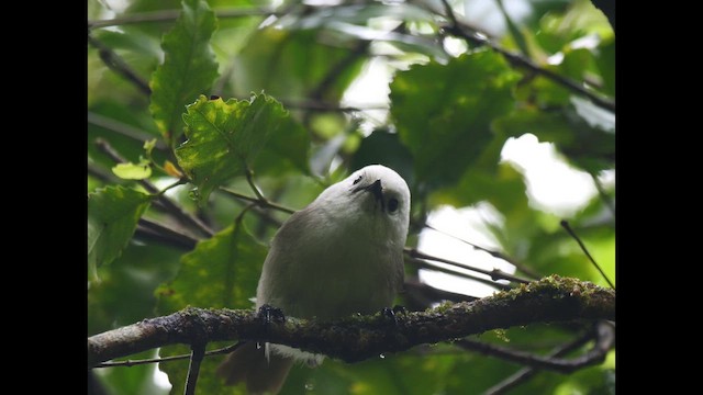 Whitehead - ML646381638