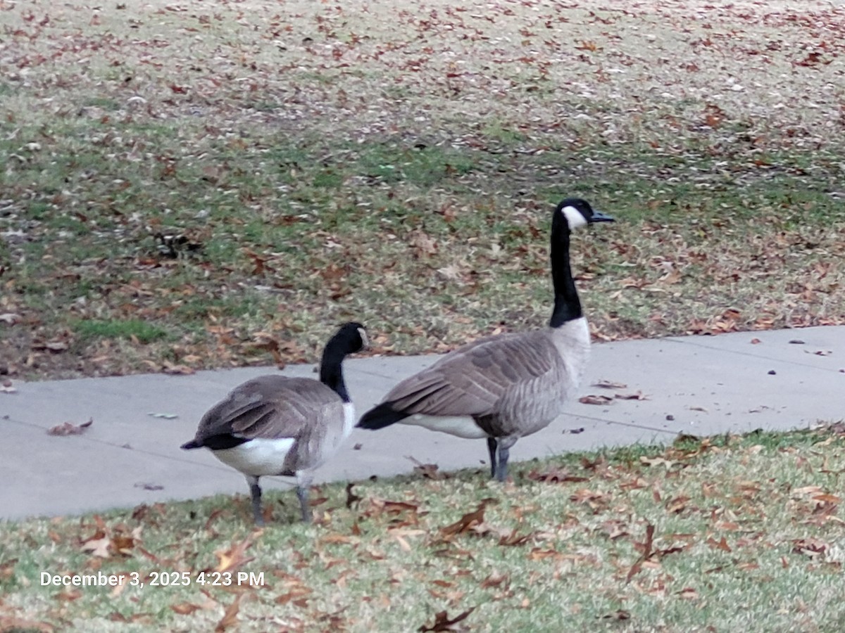 Oca canadese maggiore - ML646381639