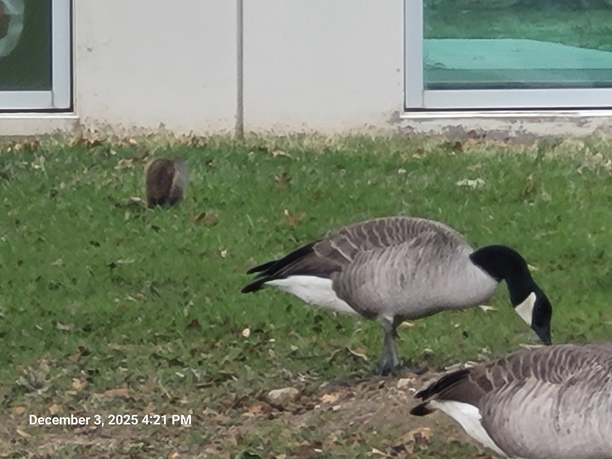 Oca canadese maggiore - ML646381640