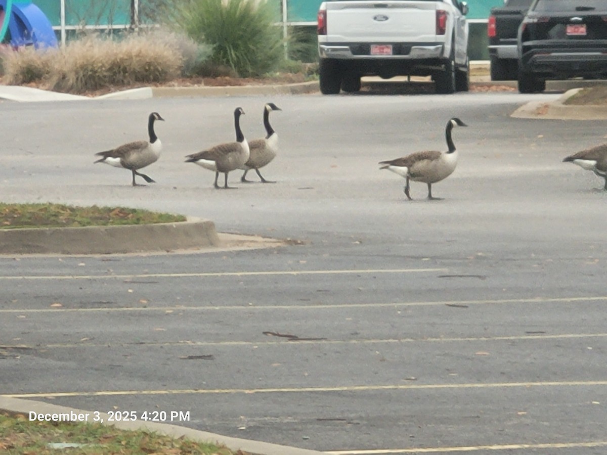 Oca canadese maggiore - ML646381641