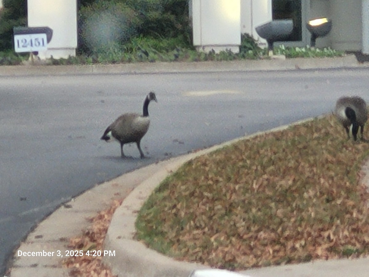 Oca canadese maggiore - ML646381642