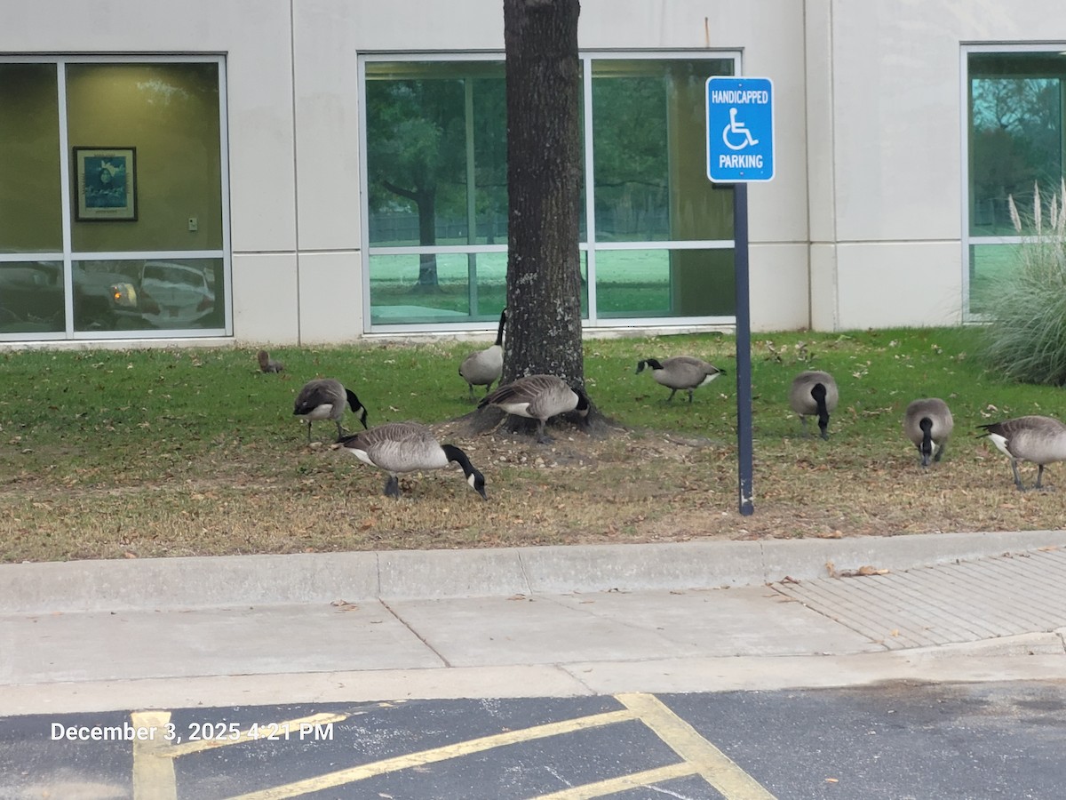 Oca canadese maggiore - ML646381643