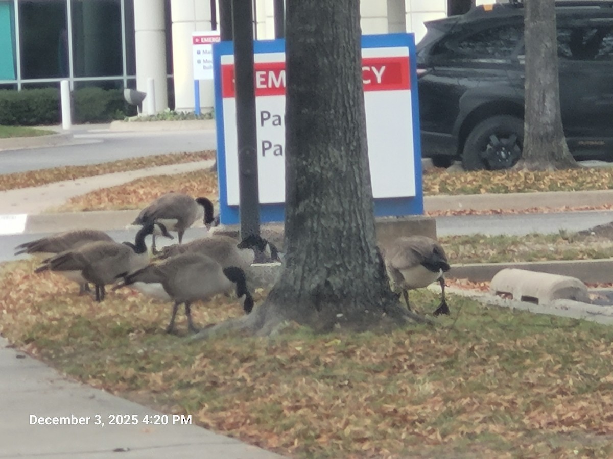 Oca canadese maggiore - ML646381645