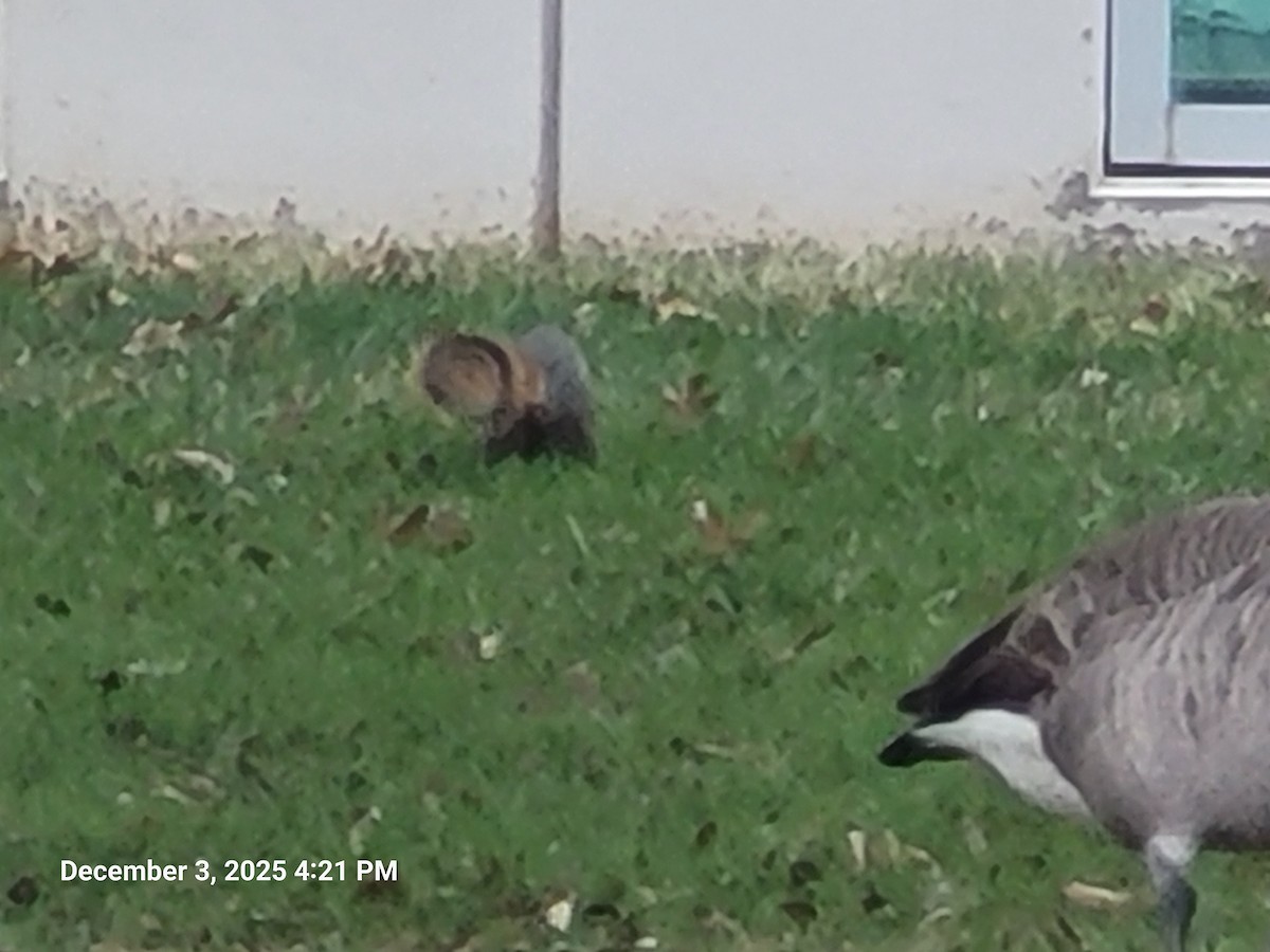 Oca canadese maggiore - ML646381648