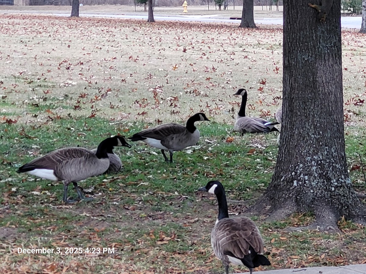 Oca canadese maggiore - ML646381649