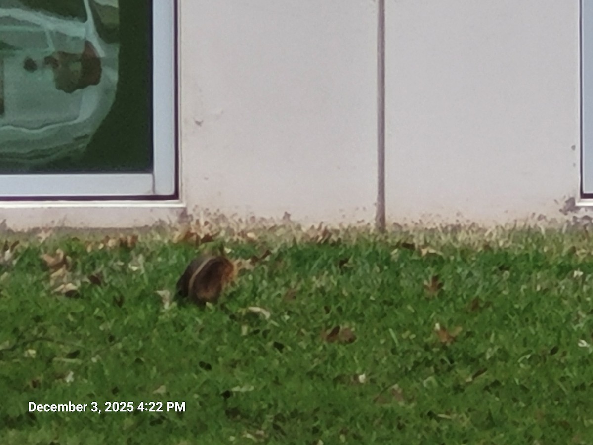 Sciuridi - ML646381650