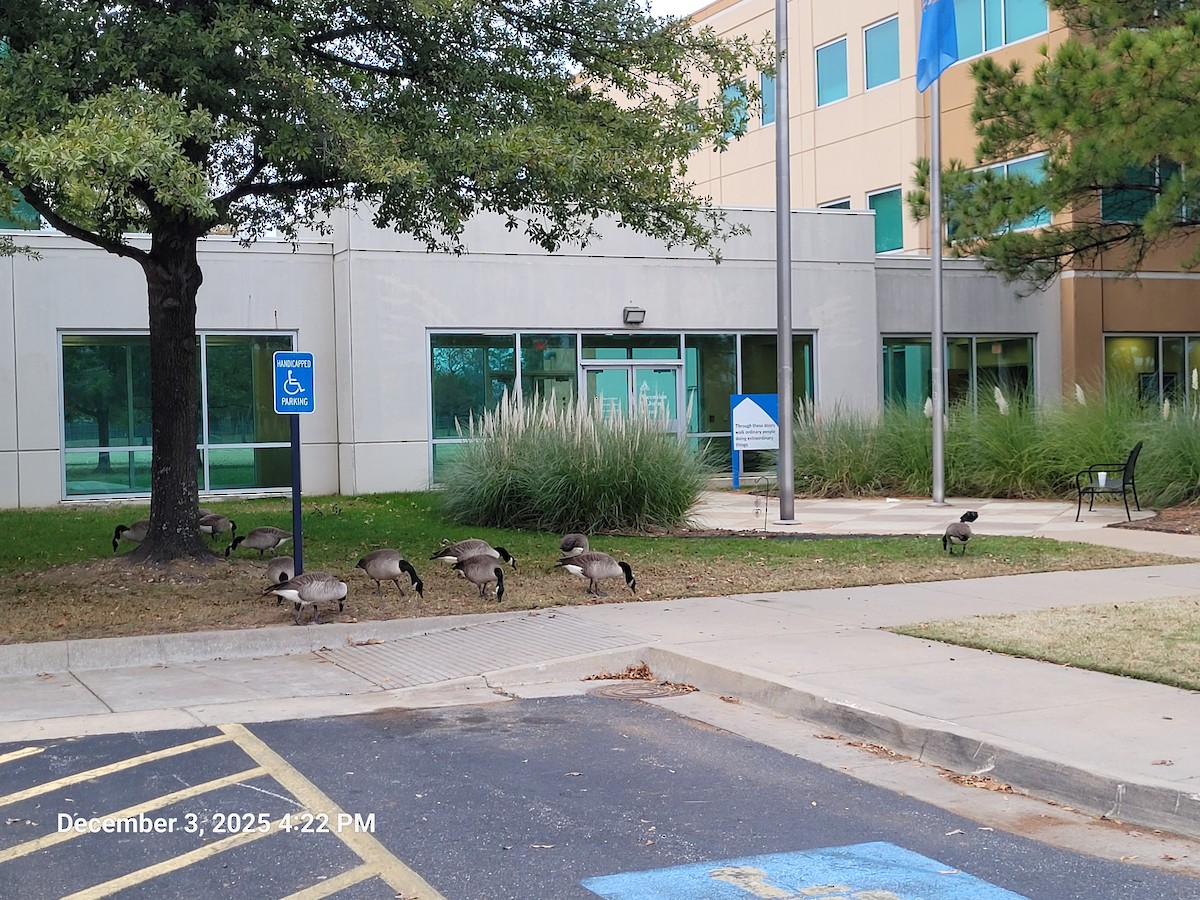 Oca canadese maggiore - ML646381651