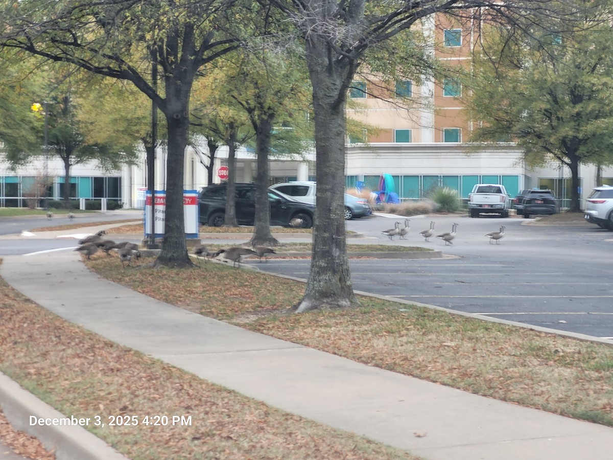 Oca canadese maggiore - ML646381652