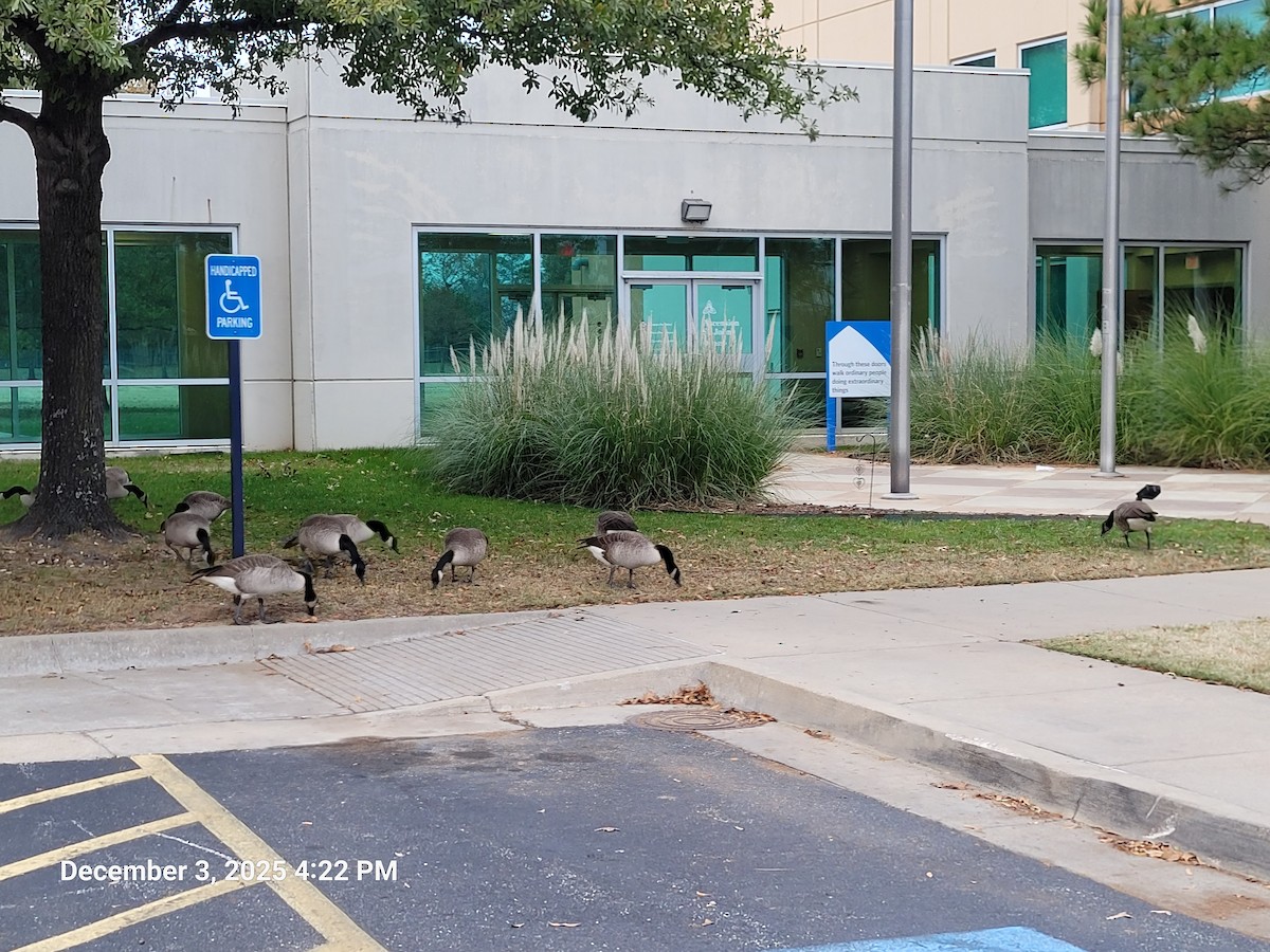 Oca canadese maggiore - ML646381653