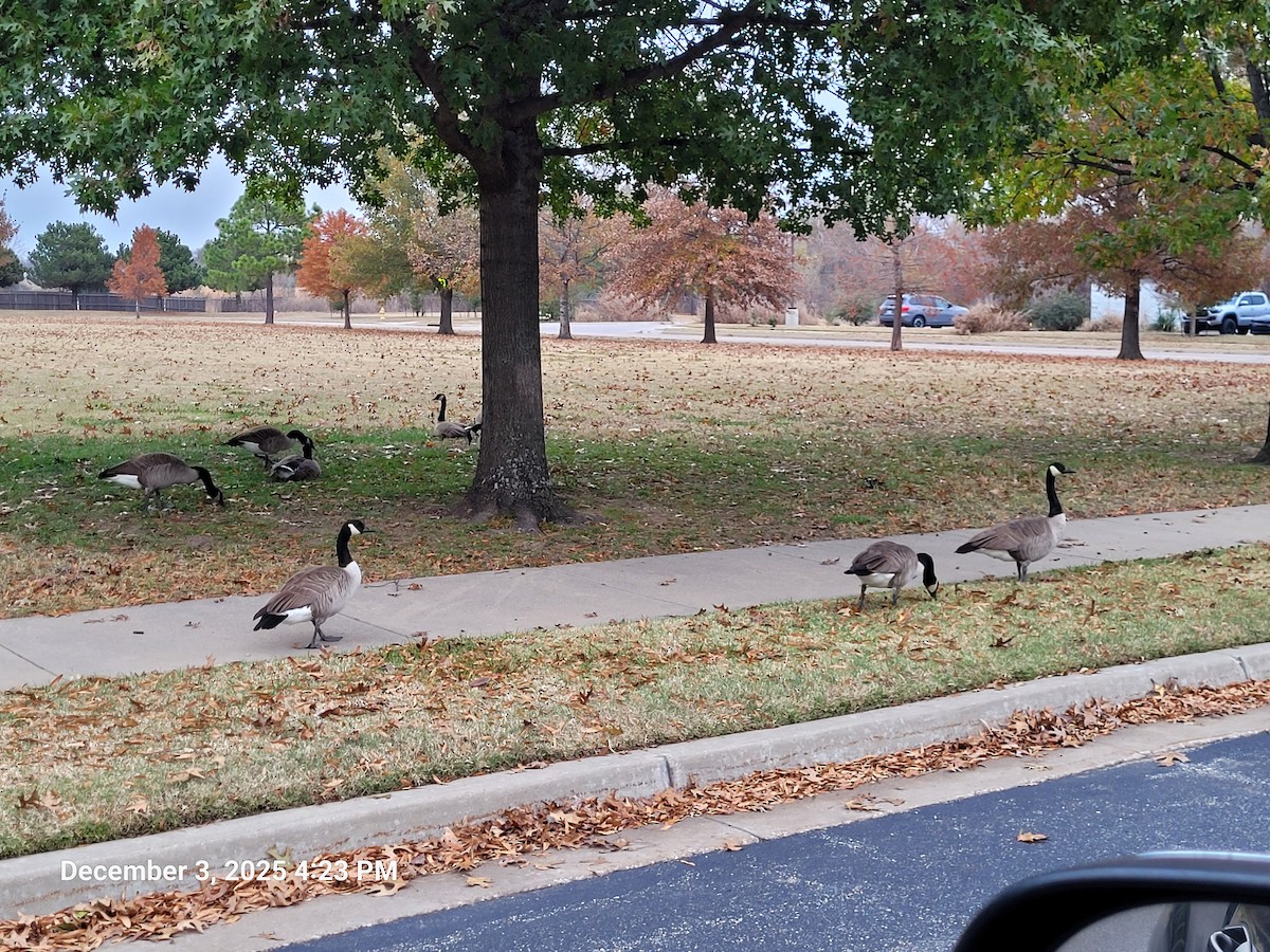 Oca canadese maggiore - ML646381654